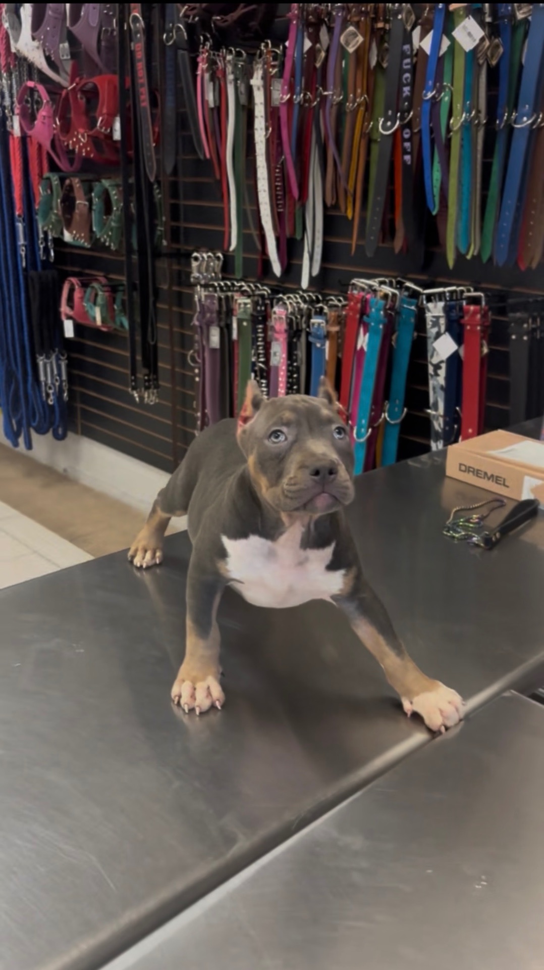 Available American Bully puppy posing