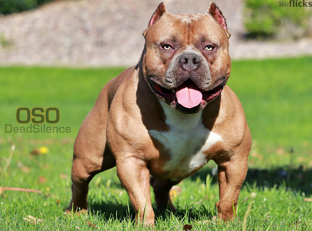OSO