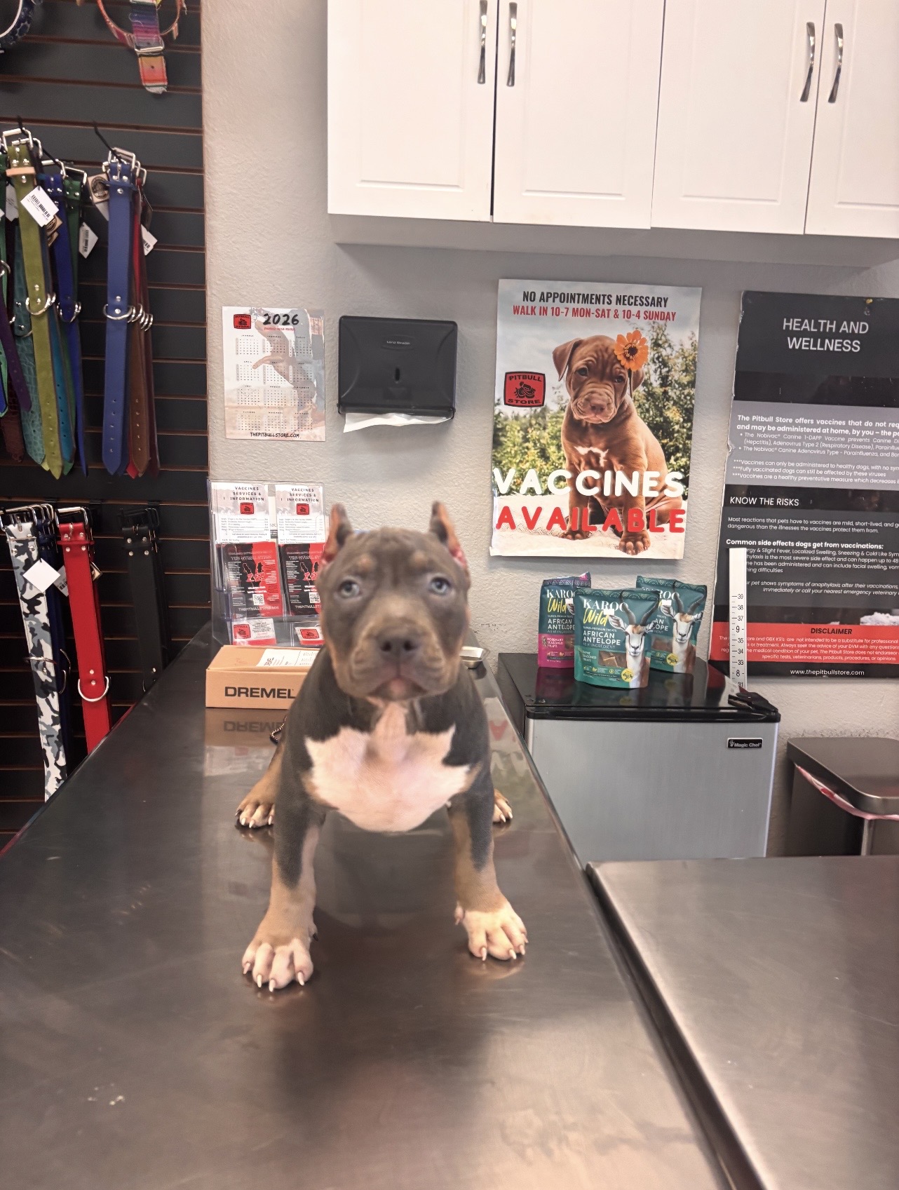Available American Bully puppy standing on a table