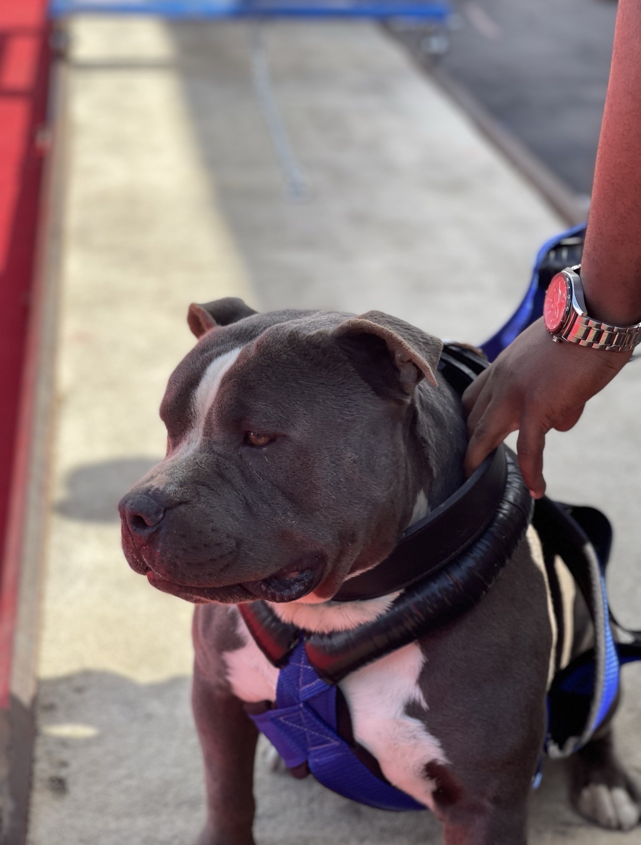 GrissumKennels American Bully — Our Story